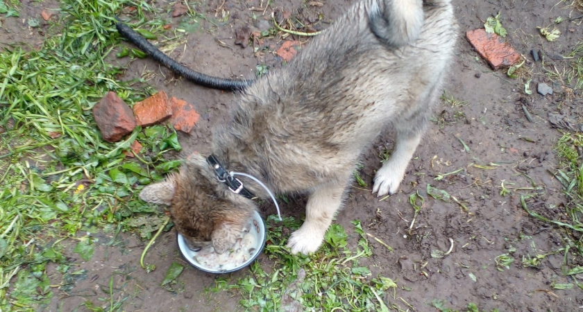 Кого собака считает своим "родителем"? Об этом необходимо знать каждому владельцу питомца