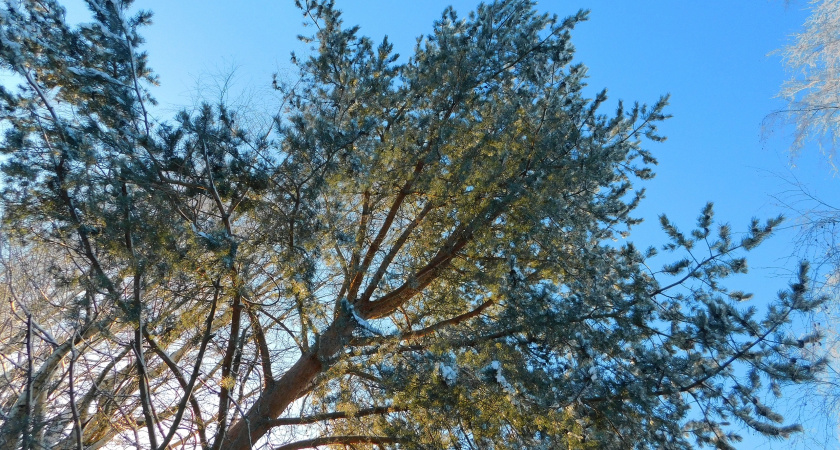 Иркутскую область ожидает похолодание до -32 градусов в ночь на среду