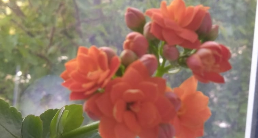 Цветущие комнатные растения с названиями: 9 лучших видов