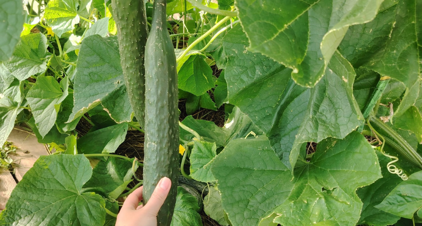До 30 кг с 1 куста: три идеальных сорта огурцов - растут даже на Севере, дают плоды вплоть до заморозков