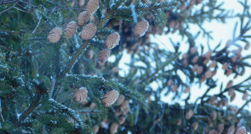 На Иркутскую область надвигается арктическая стужа и метели