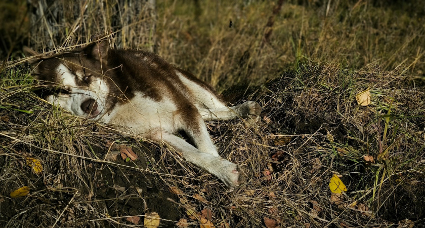 В Иркутской области владельцев домашних животных оштрафовали почти на миллион рублей за 11 месяцев