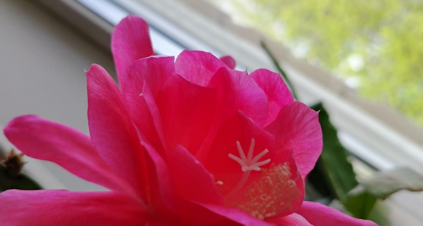 Декабрист будет цвести до апреля: удобряю его «хитрой» подкормкой 1 раз в неделю для мощного цветения