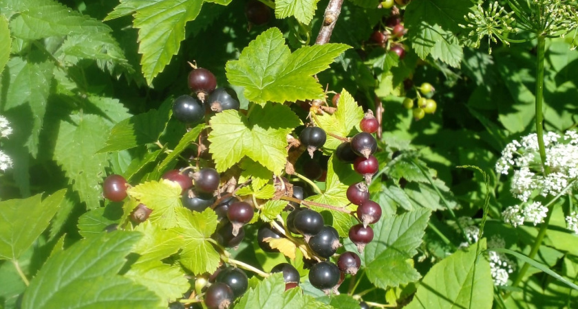 Не смородина, а черный изумруд на ветке — этот сорт слаще варенья, без кислинки и дает шикарный урожай до сентября