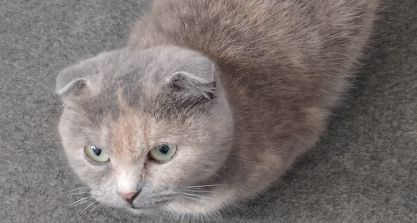 Зачем кошка трогает человека лапой: основные причины или что она таким образом хочет сказать