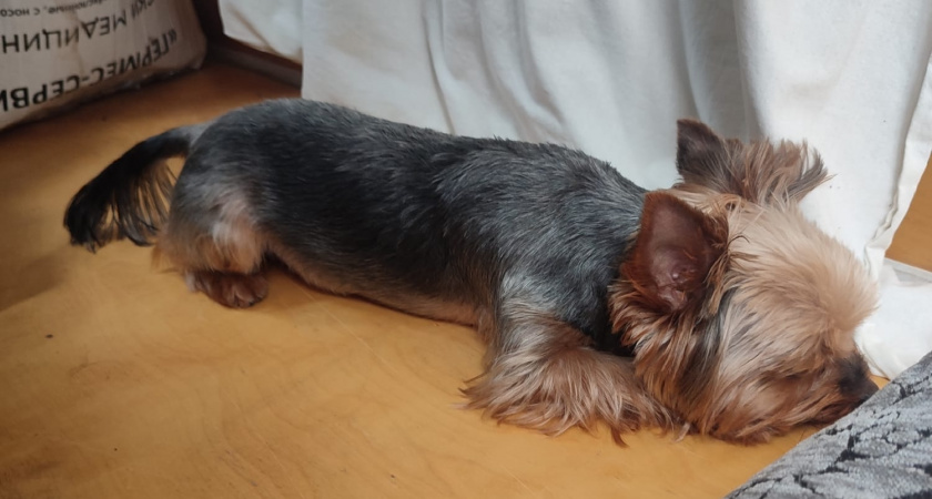 Собачья память: Забывают ли питомцы тех, кого любят? Личный опыт и истории