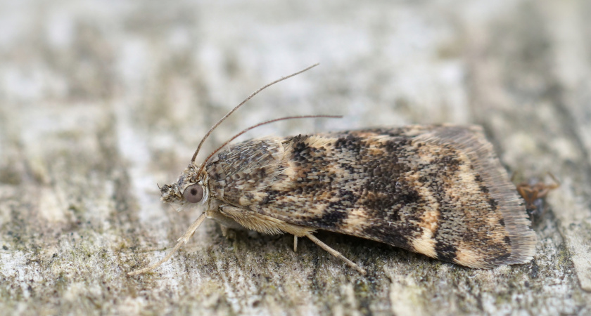 Как защитить одежду от моли: простые действия, которые работают