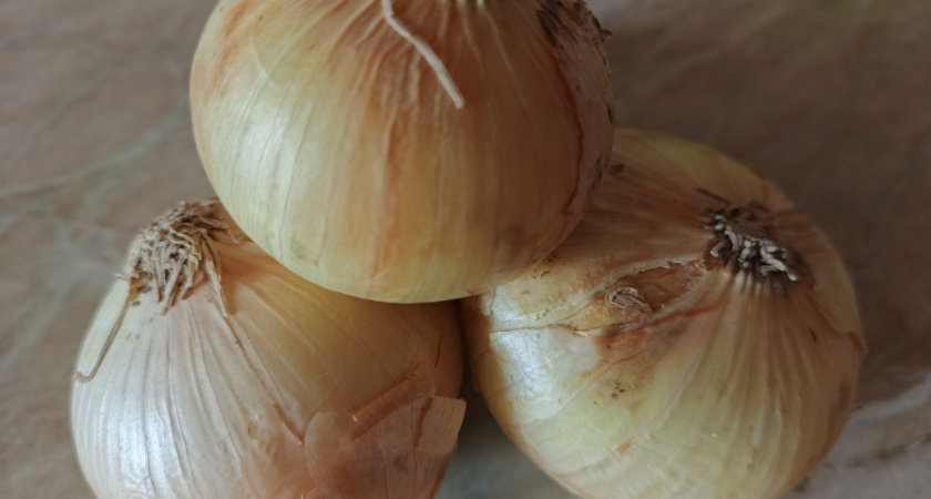 Теперь никакого гнилого лука: храню всегда таким образом — всегда свежий урожай до весны