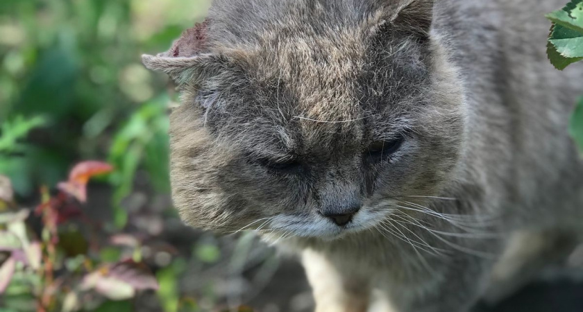 Владельцы котов в России пожаловались на известный корм