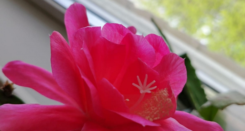 Декабрист плодится как кролик: 3 проверенных метода получить новый цветок уже через месяц