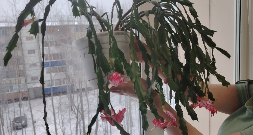 1 таблетку в горшок, чтобы декабрист радовал цветами до самой весны: лучшее удобрение декабря