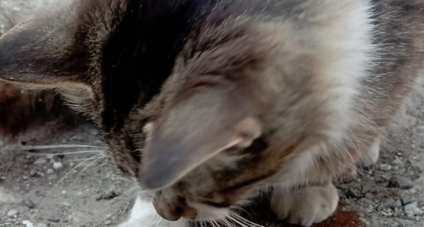 Какие 3 запаха для кошек являются просто непереносимой вонью