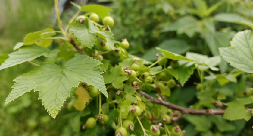 Советский способ, который выжигал клеща подчистую: ИСО возвращается и спасает смородину снова