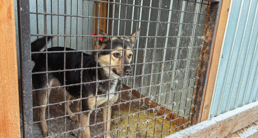 В Иркутске проверили, как содержатся отловленные безнадзорные собаки