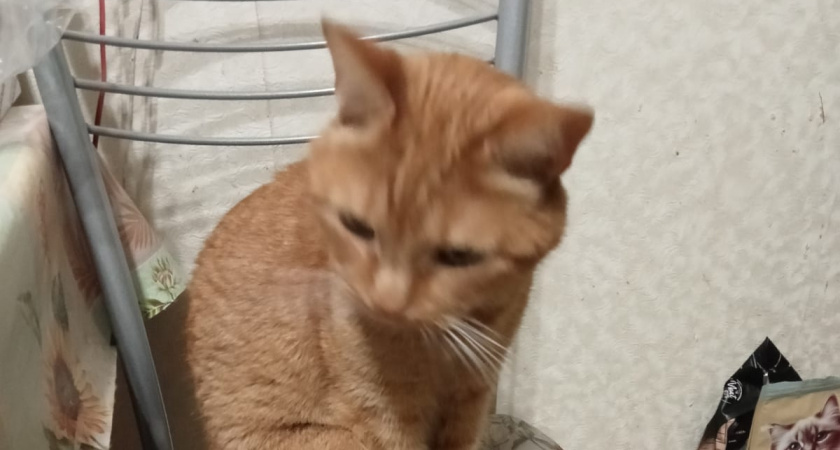 Людям за 60 стоит держаться подальше от кошек: ученые рассказали почему