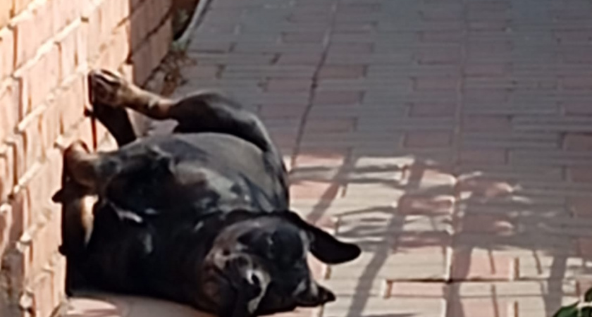 Как узнать, что говорит вам собака: 20 важных сигналов, поз и движений, которыми пес общается с хозяином