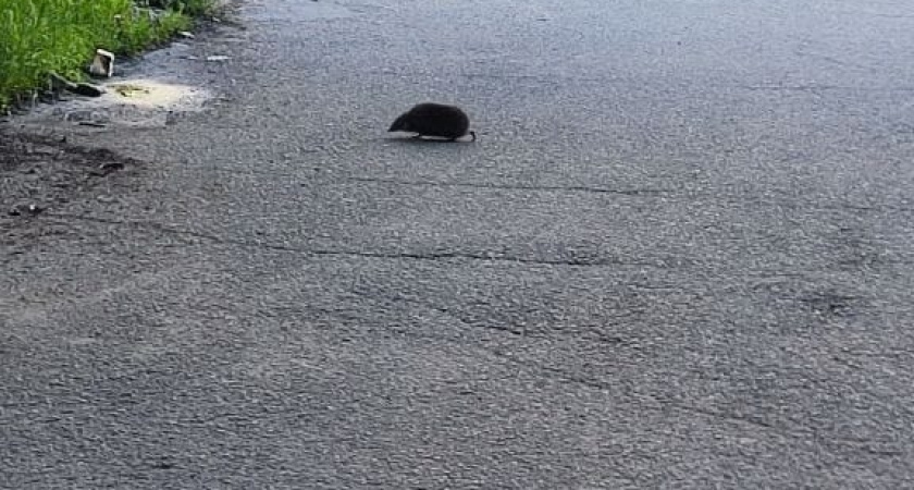 Мыши организованно покинут дом, если рассыпать везде немного этого средства, еще мой прадед пользовался этим методом