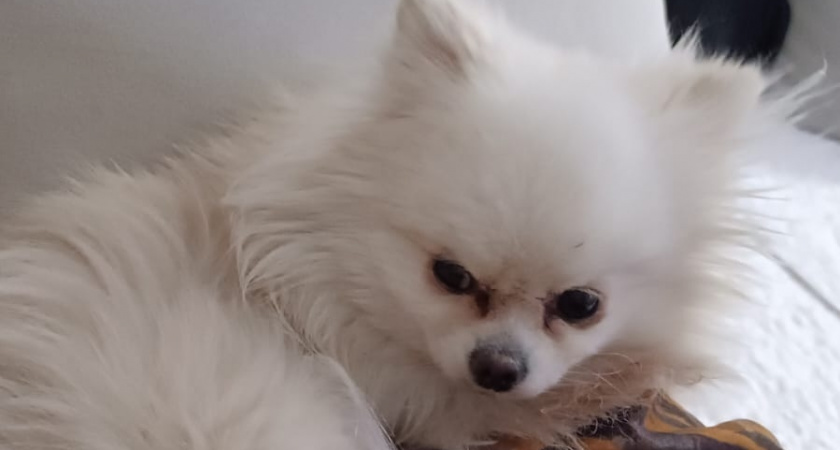 7 уникальных пород собак, которые всегда будут рядом - их верность не знает границ. Кинологи поставили точку