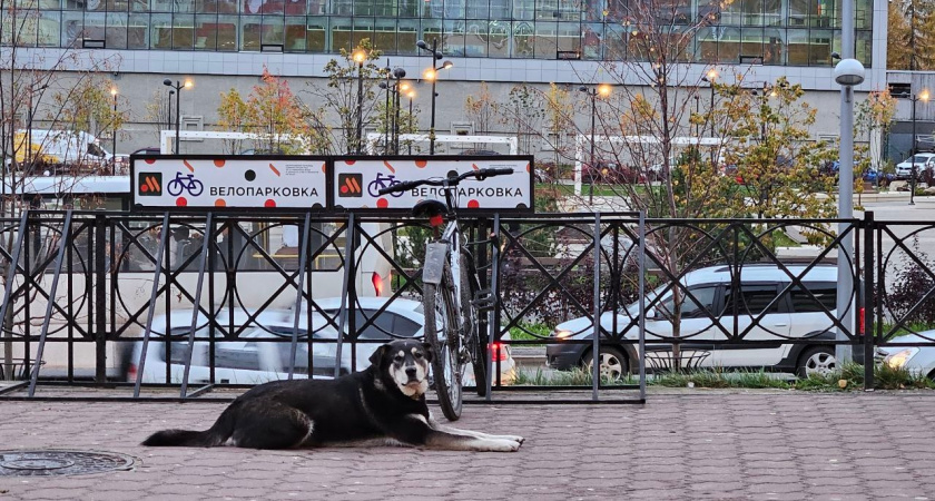 Работы по отлову собак в Иркутске потребовали вмешательства правоохранителей