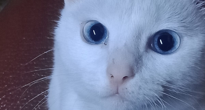 Они разрушат всю вашу квартиру и превратят привычную жизнь в ад: породы кошек противопоказанные новичкам