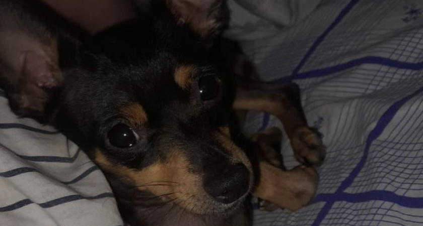 10 уникальных пород собак-долгожителей: Сколько максимально могут жить собаки?