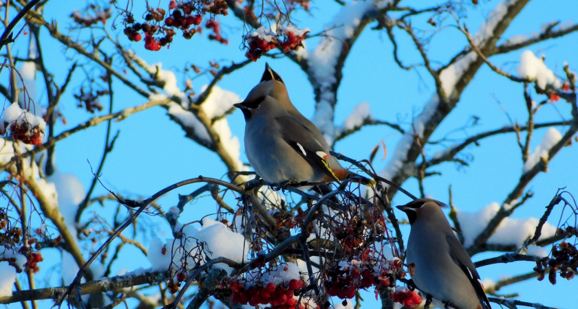 Иркутскую область 19 декабря накроют метели и аномальные морозы до -47°C