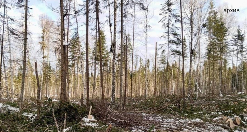 С жителя Иркутска взыскали почти 100 миллионов рублей за крупнейшую партию контрабандного леса