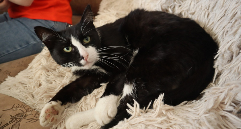 Говорите с кошкой на её языке: 7 простых жестов, которые заменят "Я тебя люблю"