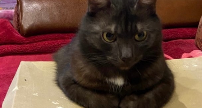 Каких людей не переносят кошки: 6 признаков кошачьей антипатии к вам