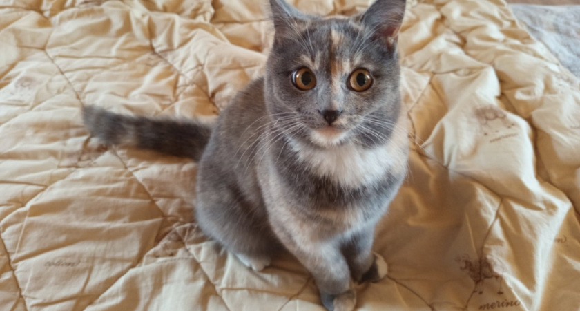 Исследование: кошки реально «повышают голос», когда к ним приходит хозяин-мужчина