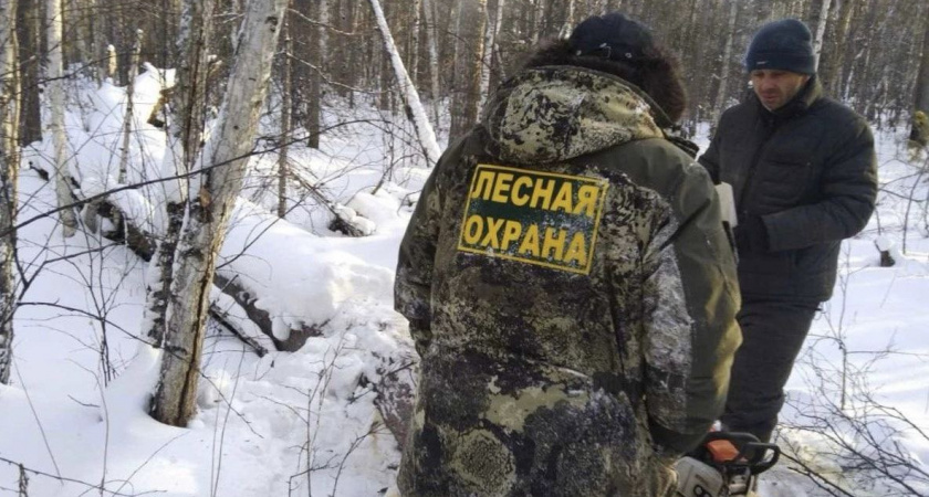 В Иркутской области снизился объем незаконной заготовки древесины