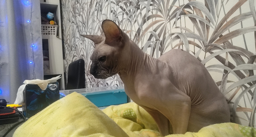 Ваша кошка — вовсе не та, за кого себя выдает: 7 научных фактов, которые изменят всё — седьмое открытие заставляет серьезно задуматься