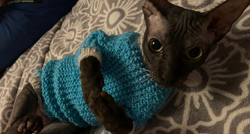 Почему меня любят кошки: 10 скрытых признаков, что вы для них «свой» человек. Оказывается, хвостатые выбирают нас вовсе не за миску с едой