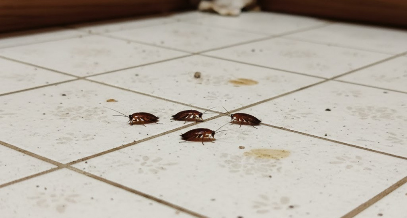 Эффективное народное средство против тараканов: как использовать кофе и соду для защиты своего жилья