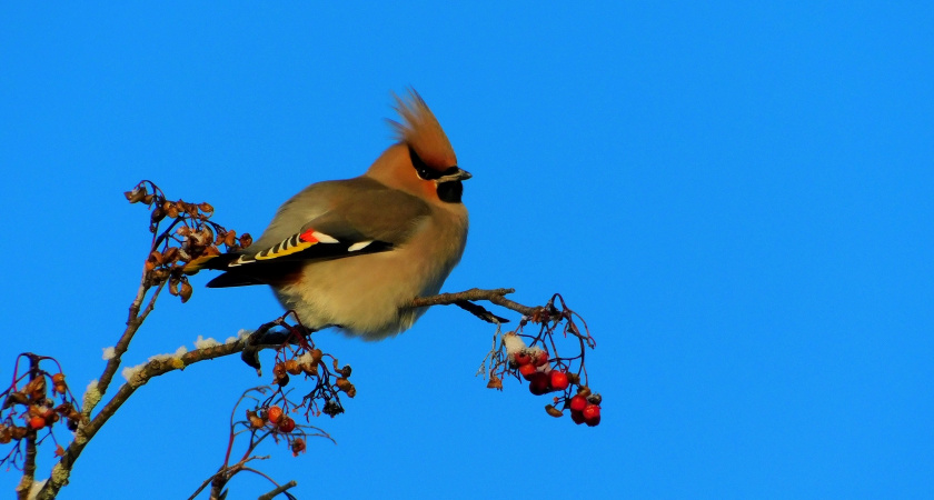 Суровые морозы и штормовой ветер обрушатся на Иркутскую область 5 февраля