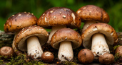 Ученые выявили самый полезный гриб: не шампиньоны, не вешенки и в два раза полезнее лисичек