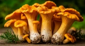 Ученые определили самый полезный гриб: не шампиньоны, не вешенки и в 2 раза полезнее лисичек