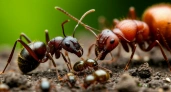 Флакон из аптеки – и муравьи подхватят тлю и уйдут в закат: слизни от злости полопаются – не средство, а находка