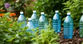 Всю зиму коплю пластиковые бутылки одного объёма: вот зачем они нужны на огороде — запомните раз и навсегда