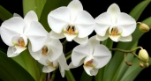 5 шт. в воду — и орхидею не унять: дает цветоносы без остановки круглый год — мощная бутонизация 