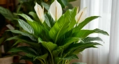 10 ложек на 1 литр — и спатифиллум словно расцвел: "белые паруса" лезут без остановки, листья выросли размером с блюдце