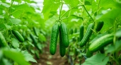Что посадить рядом с огурцами, чтобы вкус получился ярче, а урожай — богаче