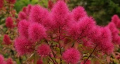 Потрясающе красивый многолетник с необычным и богатым цветением: напоминает огромное багровое облако
