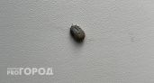 В Иркутской области растет число пострадавших от клещей