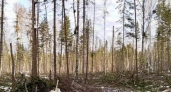 Арендатор леса в Иркутской области выплатил 270 тысяч после прокурорской проверки