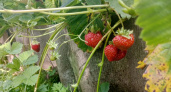 Клубника станет размером с яблоко: никакой химии - нужна лишь одна сладкая подкормка для корней
