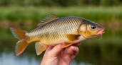 Ловим большого карася: какие приманки идеальны для лета, а какие нужно приберечь до холодов 