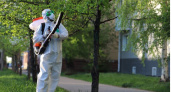В Иркутске приступили ко второму этапу опрыскивания деревьев от горностаевой моли