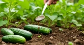 Огурцы «затопят» урожаем: сыплю 1 ложку под корень — будут давать плоды до октября