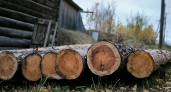 В Иркутской области пресекли крупную контрабанду леса в Китай